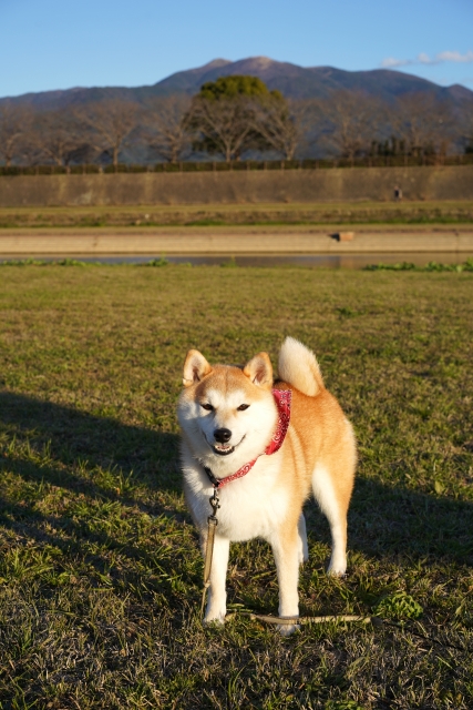 姫路・加古川の訪問ペット火葬「金木犀」専用火葬炉